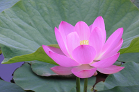 ���c�����@�̉�